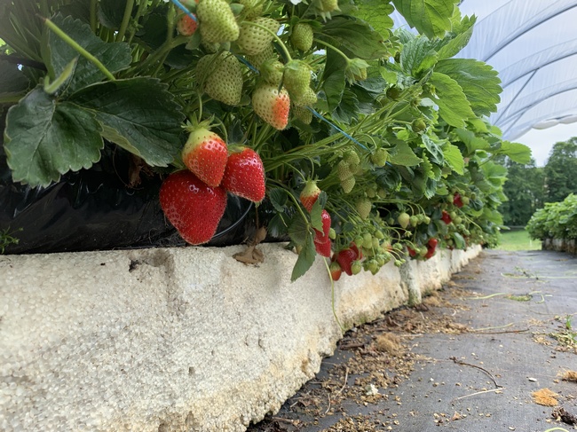 Pick Your Own 