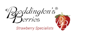 Boddington's Berries - Strawberry Specialists 